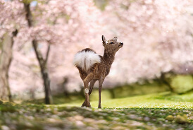 Spring Tour Specials