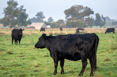 Herd of black cows grazing on a green pasture