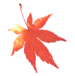 背景の紅葉