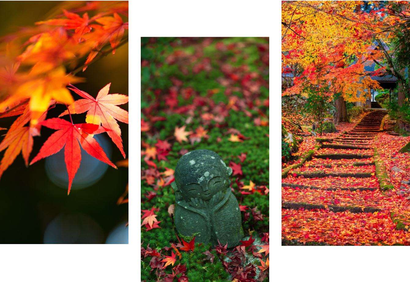 秋 Autumn