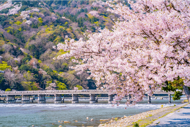 Spring Magic of Kyoto: A Captivating 1-Day Foliage