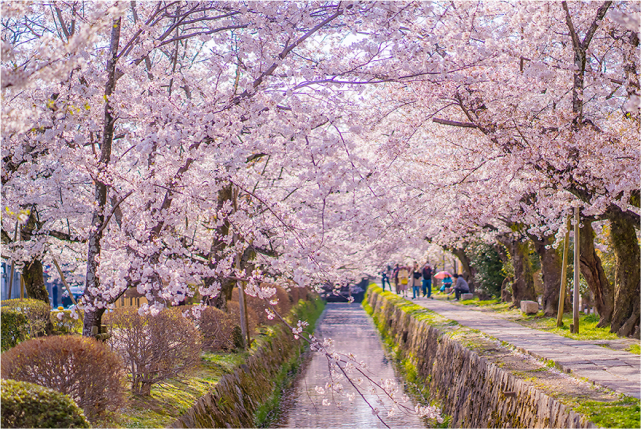 1-day Kyoto Tour: Philosopher’s Path and Picturesque Temples