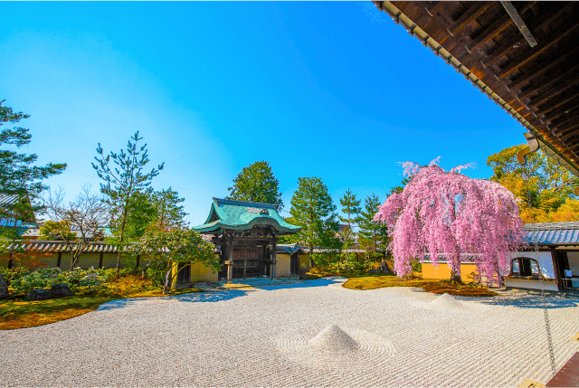 Spring Magic of Kyoto: A Captivating 1-Day Foliage from Osaka