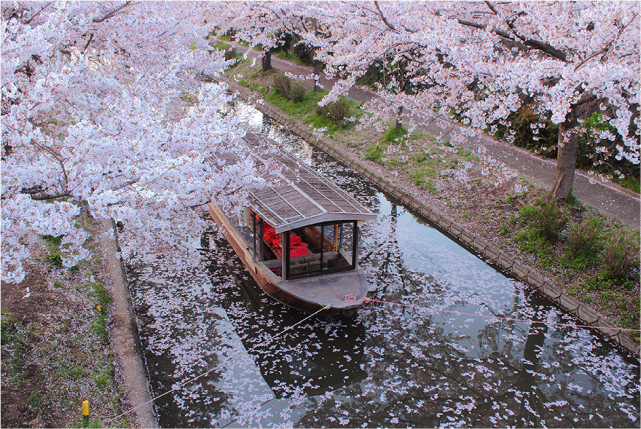 Spring Magic of Kyoto: A Captivating 1-Day Foliage from Osaka