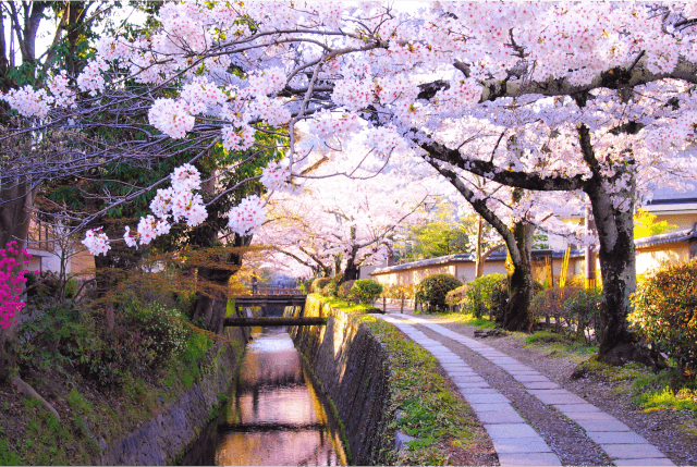 Kyoto's Spring Splendor: A Journey of Poetic Beauty