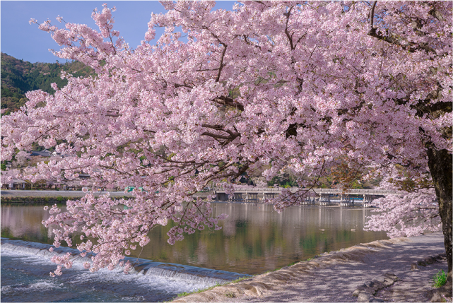 Kyoto's Spring Splendor: A Journey of Poetic Beauty