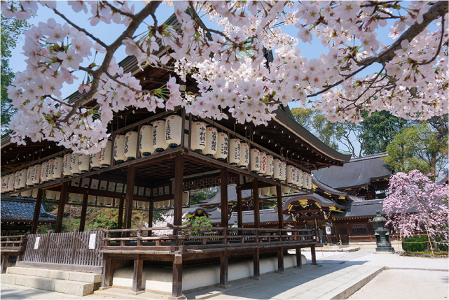 Half-day (AM) Kyoto Cherry Blossom Tour: Locals' Hidden Gems