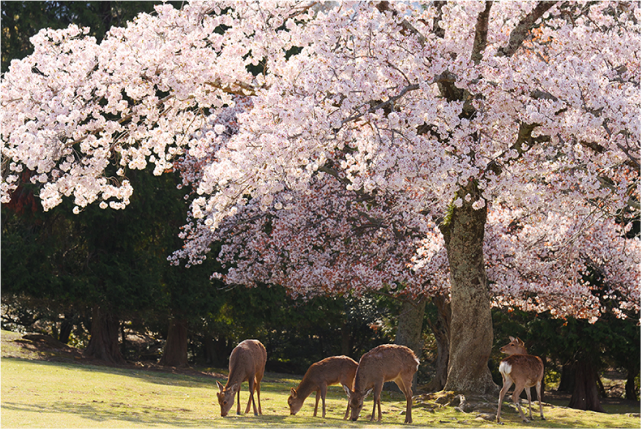 Half-day (AM) Nara Tour: World Heritage Temples and Sacred Deer