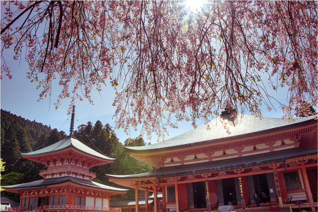 Crimson Splendor: A Blissful 1-Day Kobe Spring Foliage