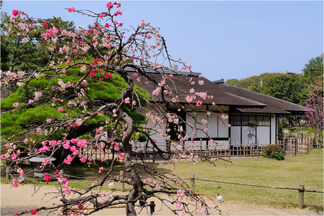 Spring Splendor: Kyoto and Nara Fall Foliage Tour from Kyoto