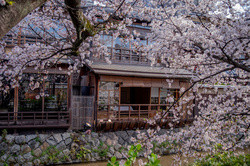 Walk along the Shirakawa River, viewing cherry blossoms