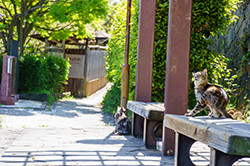 Maneki Neko Workship for painting a lucky cat figurine