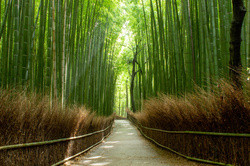 Bamboo Forest
