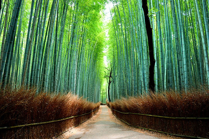 Beauty and Serenity of Arashiyama Half-day Tour