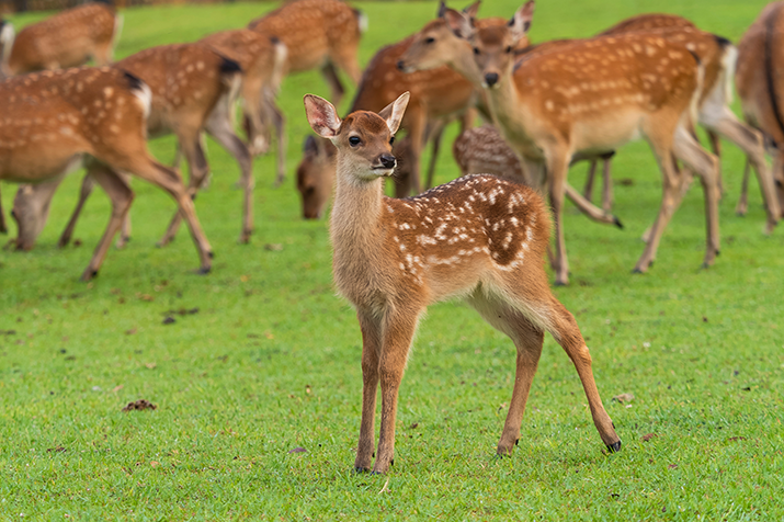 1-day Nara and Fushimi Tour: Ancient Capital Heritage, Sake Brewery, and Torii Gates