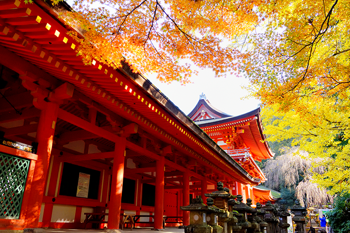 Autumn Splendor: Kyoto and Nara Fall Foliage Tour from Kyoto
