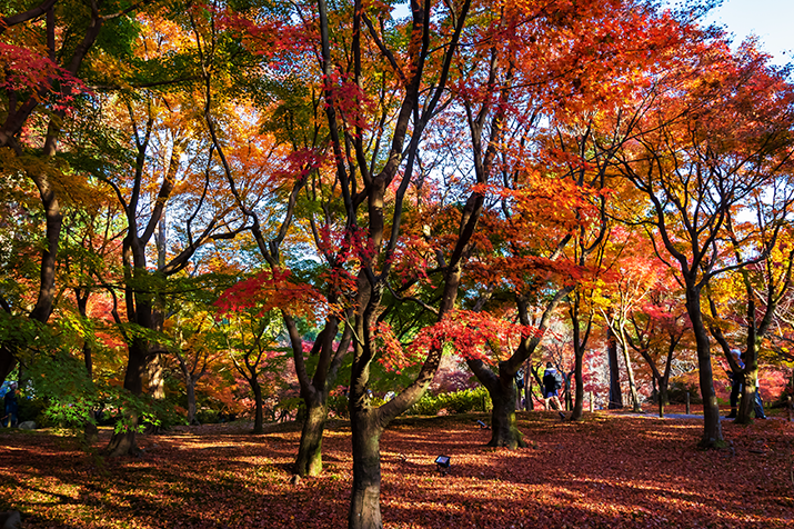 Autumn Splendor: Kyoto and Nara Fall Foliage Tour from Kyoto
