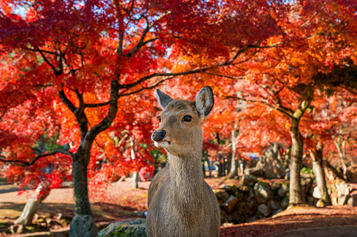 Enchanting Nara: Dancing Leaves of Autumn