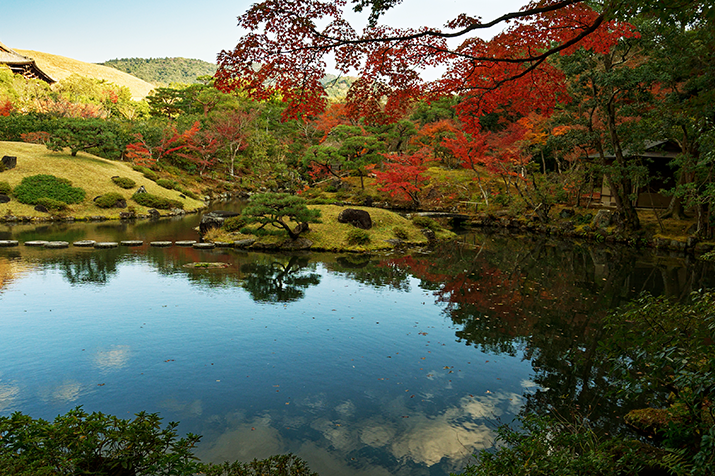 Enchanting Nara: Dancing Leaves of Autumn