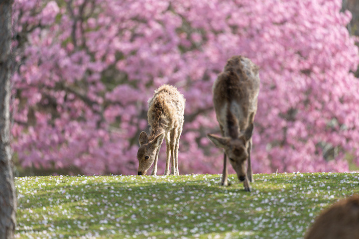 Timeless Spirits: Unveiling Nara and Fushimi Spring Charms(From Kyoto)