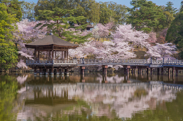 Enchanting Nara dressed in Cherry Blossoms (from Kyoto)
