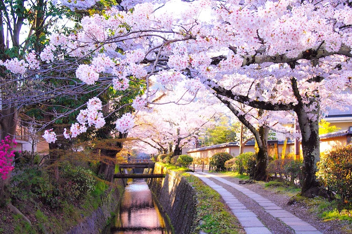 A Cherry Blossom Journey: Kyoto's Enchanting Temples and Philosopher's Path