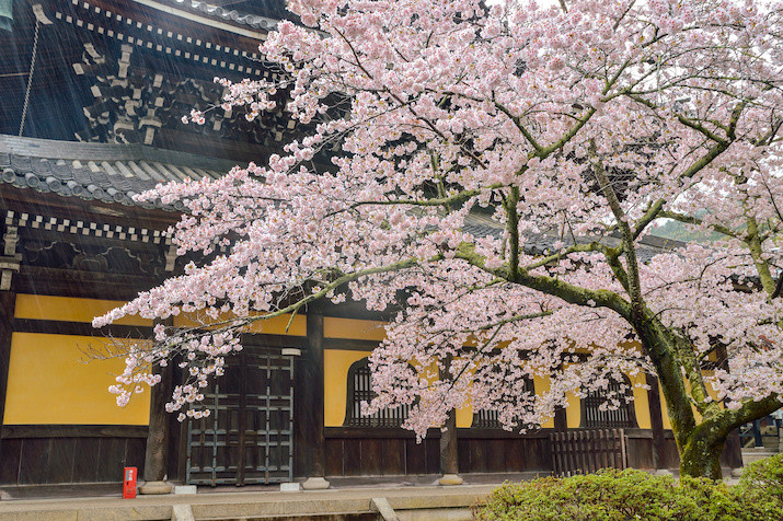 Beautiful Temples and Gardens: Kyoto Highlights Tour(From Osaka)