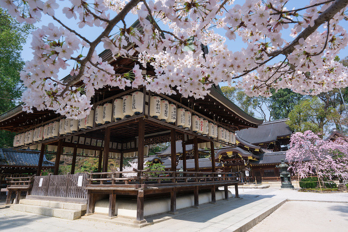Morning Kyoto Cherry Blossom Tour: Locals' Hidden Gems