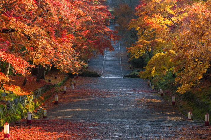 1-day Western Kyoto Tour (from Osaka): World Heritage Sites and Bamboo Forest