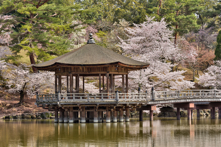 Nara Morning Tour: Kasuga Taisha Shrine, Whispering Path, and Ukimi-do Hall