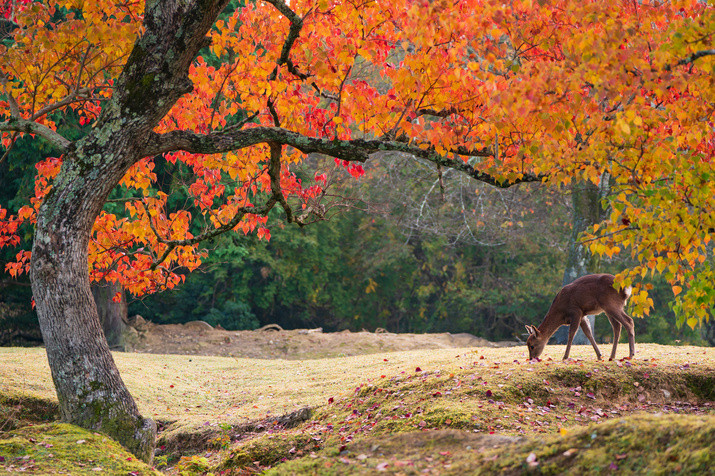 Nara Morning Tour: Kasuga Taisha Shrine, Whispering Path, and Ukimi-do Hall