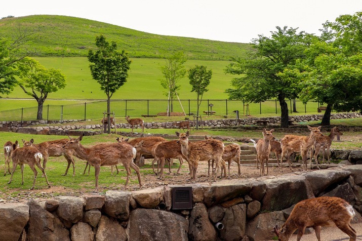3/20-11/30 Only! Morning Mt. Wakakusa Hike and World Heritage Temple Tour