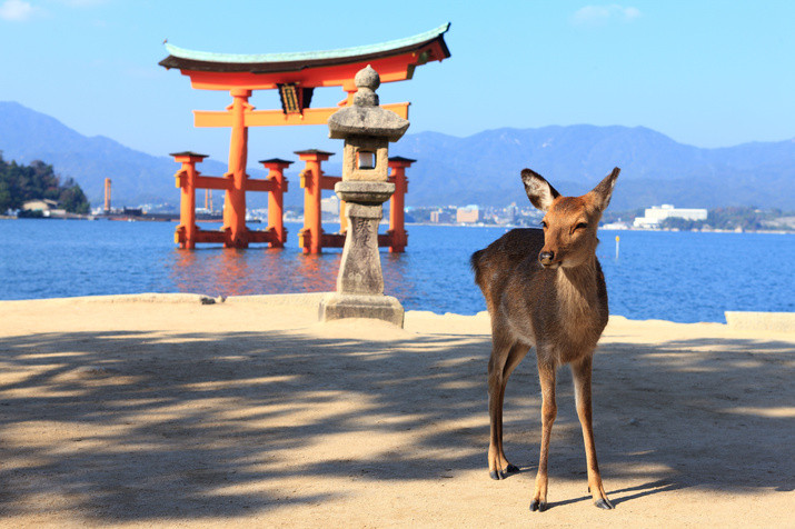 Afternoon Hiroshima Tour: Exploring Sacred Miyajima Island