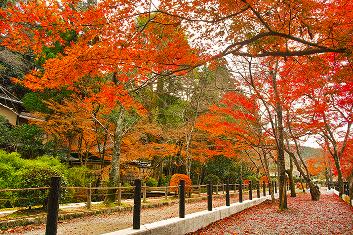 Kyoto's Autumn Splendor: A Journey of Poetic Beauty