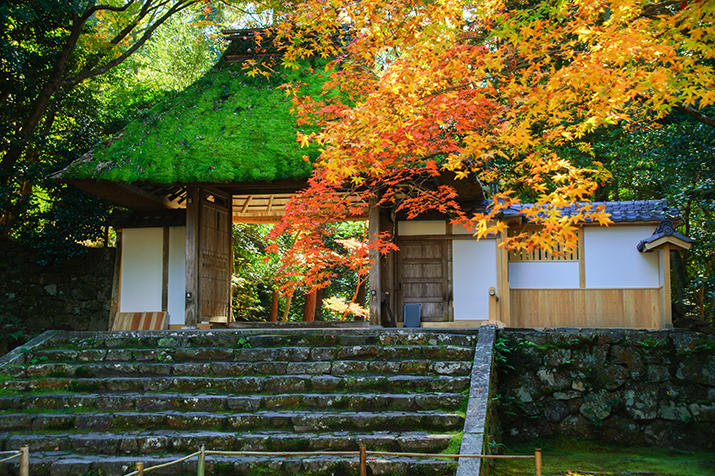 Kyoto's Autumn Splendor: A Journey of Poetic Beauty