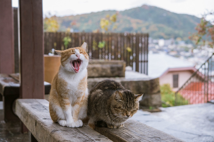 Weekends and Holidays Only: 1-day Onomichi Historical Tour