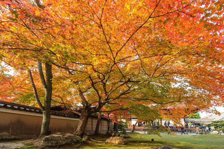 1-day Eastern Kyoto Tour: Temples, Gardens, World Heritage Site